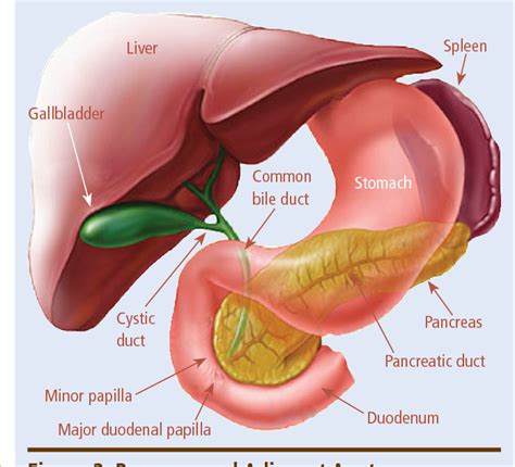 Figure From Gallbladder Liver Spleen Stomach Pancreas Pancreatic Duct Duodenum Common Bile