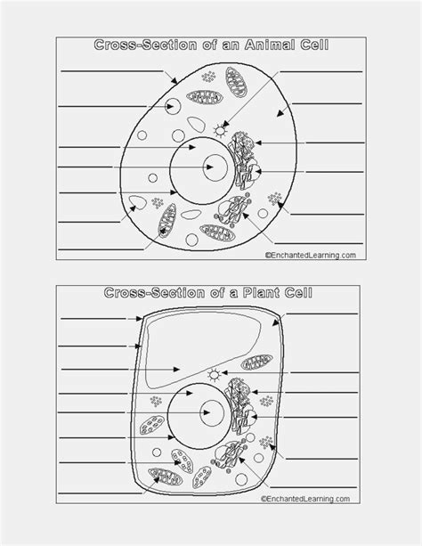 science cells worksheets