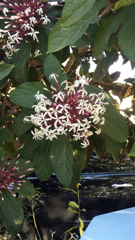 What kind of tree has purple blooms. I Have A Tree/plant That Has Leaves That Are Green On Top ...