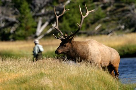 Come See The Wildlife Of Big Sky Mt Montana Has A Greater Variety Of