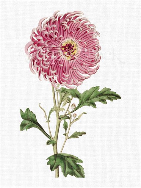 Flower Clipart Pink Indian Chrysanthemum Vintage Etsy