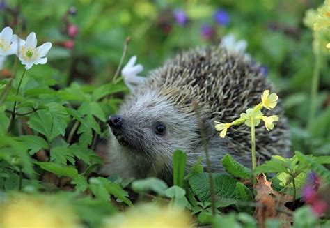 Wildlife Blog A Guide To Hedgehogs
