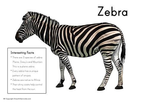 Zebra Picture With Fact Box
