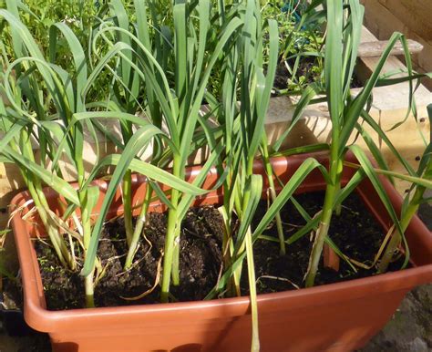 How To Grow Garlic