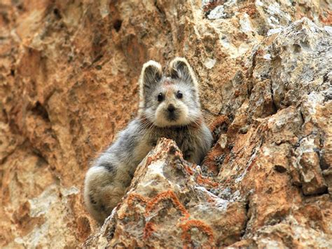 Lli Pika Spotted Again For The First Time In Two Decades