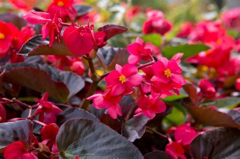 Begonias Plant Grow And Care For Begonia Plants Bbc Gardeners