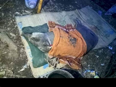 Perburuan bagi hewan peman9sa bisa jadi. Babi Hutan Diduga Jelmaan Manusia, Tak Mau Tidur Tanpa ...