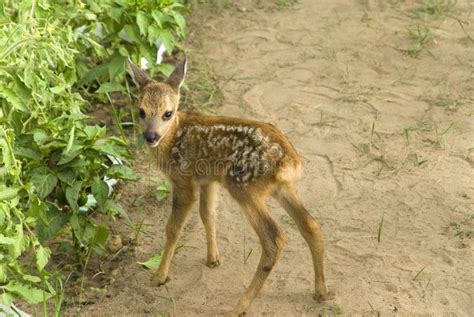 Baby Sika Deer Stock Photo Image Of Feed Environment 20239236