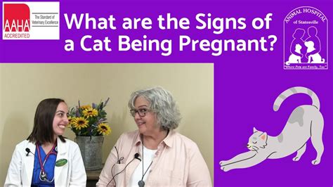 What Are The Signs Of A Cat Being Pregnant Youtube