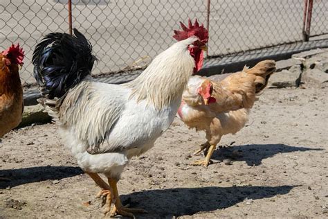 500 free cock and chicken photos pixabay