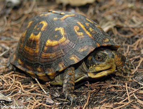 Turtle care turtle box hacks baby box box turtle reptile habitat turtle tank turtle sanctuary baby are you asking yourself the question if your box turtle is male or female? Eastern Box Turtle (Terrapene carolina carolina)