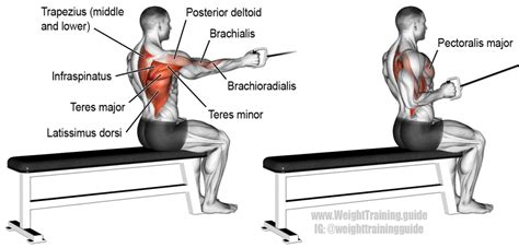 Seated One Arm Cable Row Exercise Lat Workout Back Workout Routine