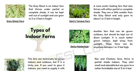 8 Different Types Of Ferns With Interesting Facts And Pictures 7esl