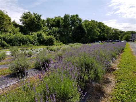 Lavender Fields Onsite