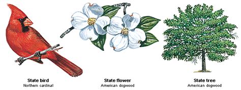 Virginia State Bird Flower And Tree United States