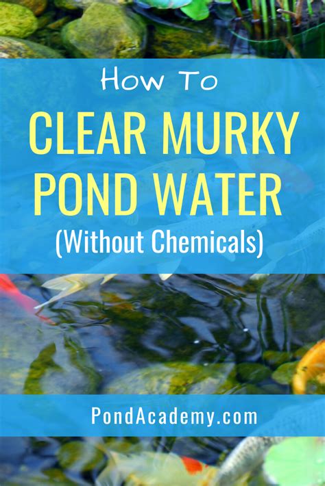 how to clear murky pond water the right way without chemicals pond lake landscaping pond