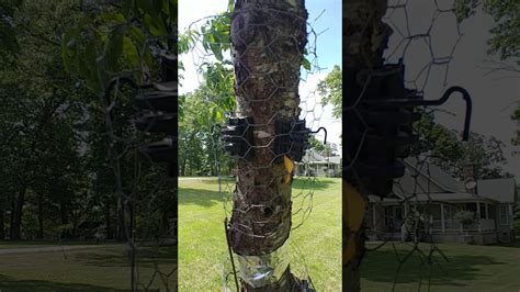 How To Squirrel Proof A Fruit Tree Youtube