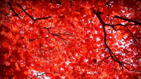 Closeup View Of Red Maple Leaves Tree Branches In Blue Sky Background