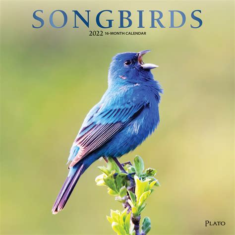 Songbirds 2022 Square Wall Calendar By Plato Plato Calendars