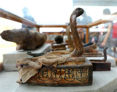 Cat Cobra And Scarab Mummies Discovered In Saqqara Tombs Egyptian