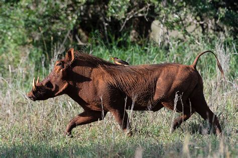 Warthog Running With A Yellow Billed Oxpecker Kenya Stock Image