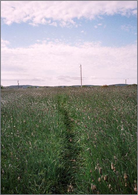 Path Through The Grass I Like The Idea Of Richard Longs A Flickr