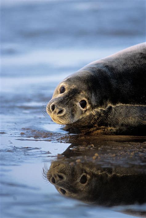 Grey Seal Pup Photograph By Duncan Shawscience Photo Library
