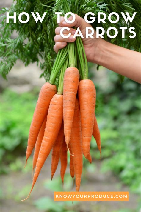 How To Grow Carrots Know Your Produce