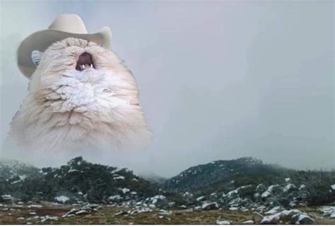 Inspiriert Werden Fur Cat Cowboy Hat Meme Yoga X Poses