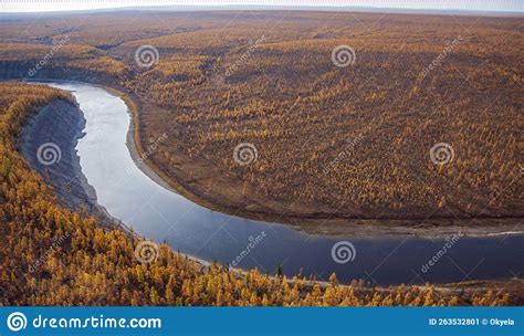 Autumn Orange Expanses Of Wild Larch Taiga In The North Of Eastern