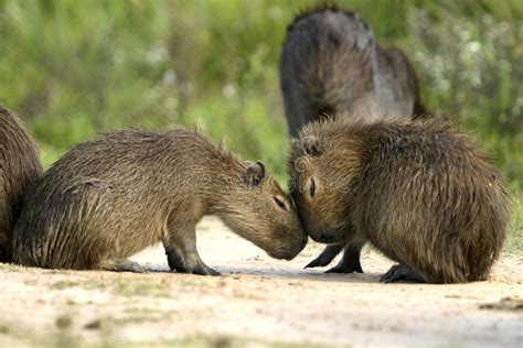 Two Small Capybaras Play In The Sun Argentina Stock Image Image Of