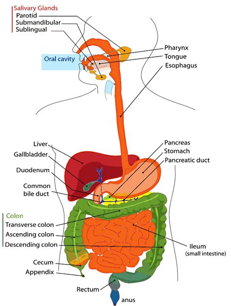 Human torso model labelled 1. Digestive sytem diagram labeled. | Human digestive system ...