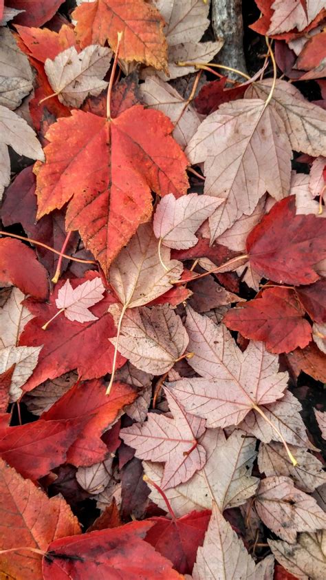 We did not find results for: Fall leaves I captured on my coffee break. | Autumn leaves ...