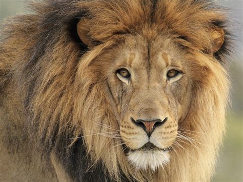 These animals will fight and steal each other's food. Lion kills zoo worker and is shot dead as tranquilliser ...