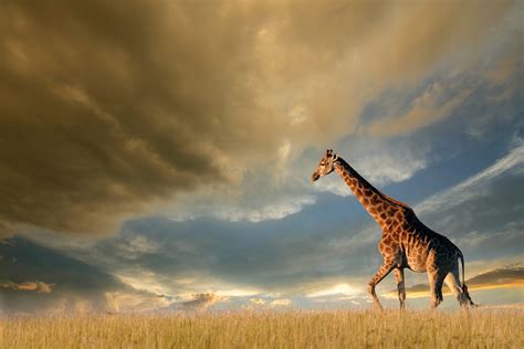 4k Giraffe Hd Animals 4k Wallpapers Images Backgrounds