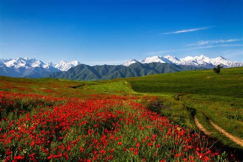 Scenery Mountains Fields Poppies Grass Trail Nature Flowers
