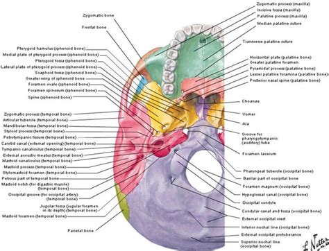 Base Of Skull Netter Anatomy Bones Medical Anatomy Anatomy