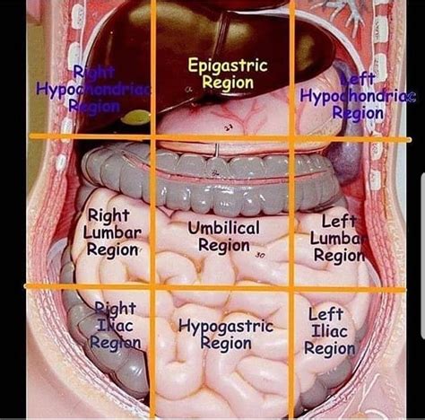 9 Regions Of Abdominal Cavity