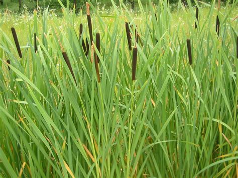Cattails And Reeds Live Pond Plants