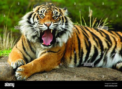 Portrait Of A Royal Bengal Tiger Alert And Staring At The Camera