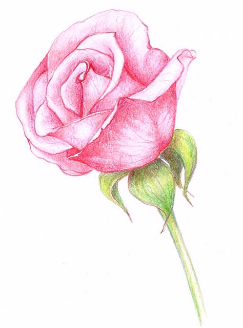 35 beautiful flower drawings and realistic color pencil drawings world of arts