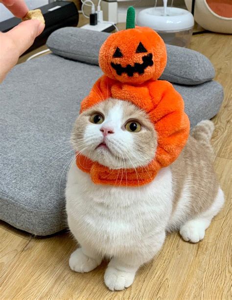 Happy Halloween Rcat