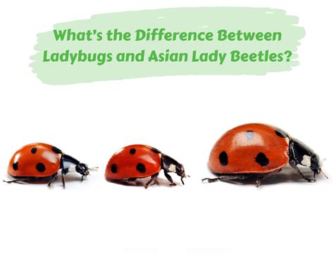 what s the difference between ladybugs and asian lady beetles maggie s farm ltd