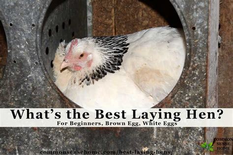 best laying hens for beginners white eggs brown eggs