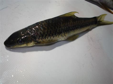 #fishblr #arowana #siamese algae eater #pencilfish #need my sae to grow so i can stop confusing him with the pencilfish lol #please shower me in praise i why have all my siamese algae eaters died? TEROPONG TEROPONG: Ikan Ikan Sungai Bil - 3