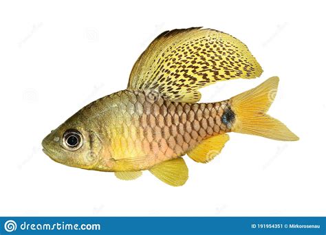 Drape Finned Barb Aquarium Fish Oreichthys Crenuchoides Neon Highfin