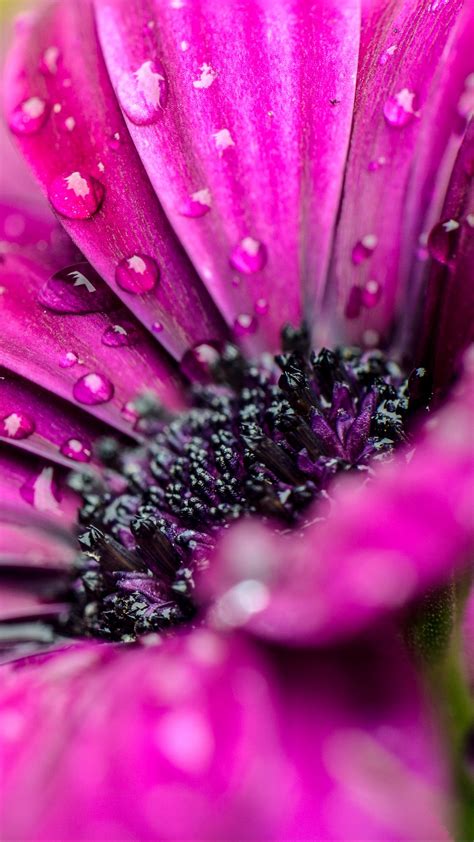 Wallpaper Purple Flower Macro Water Drops