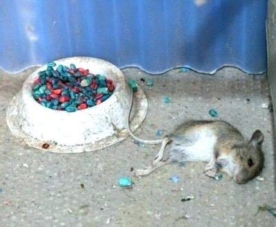 Crumpetsa july 10, 2020 poison, rodent products, rodents no once you have a rat poison that kills without odor, the next thing to think about is how you'll use it. 7 Effective Homemade Mouse Poisons Used To Kill Mice - The ...