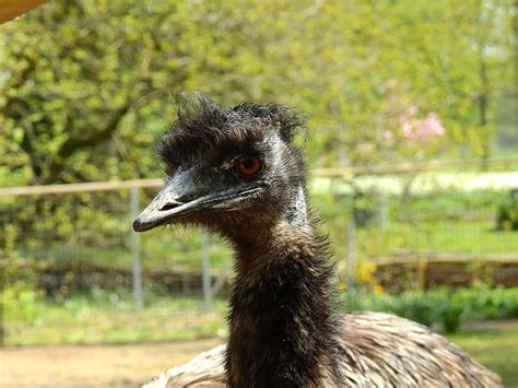 Hd Wallpaper Strauss Bird Ostrich Animal Flightless Bird Zoo Emu