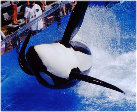 Voice Of The Orcas Seaworld Can Extend Tilikums Legacy Beyond The